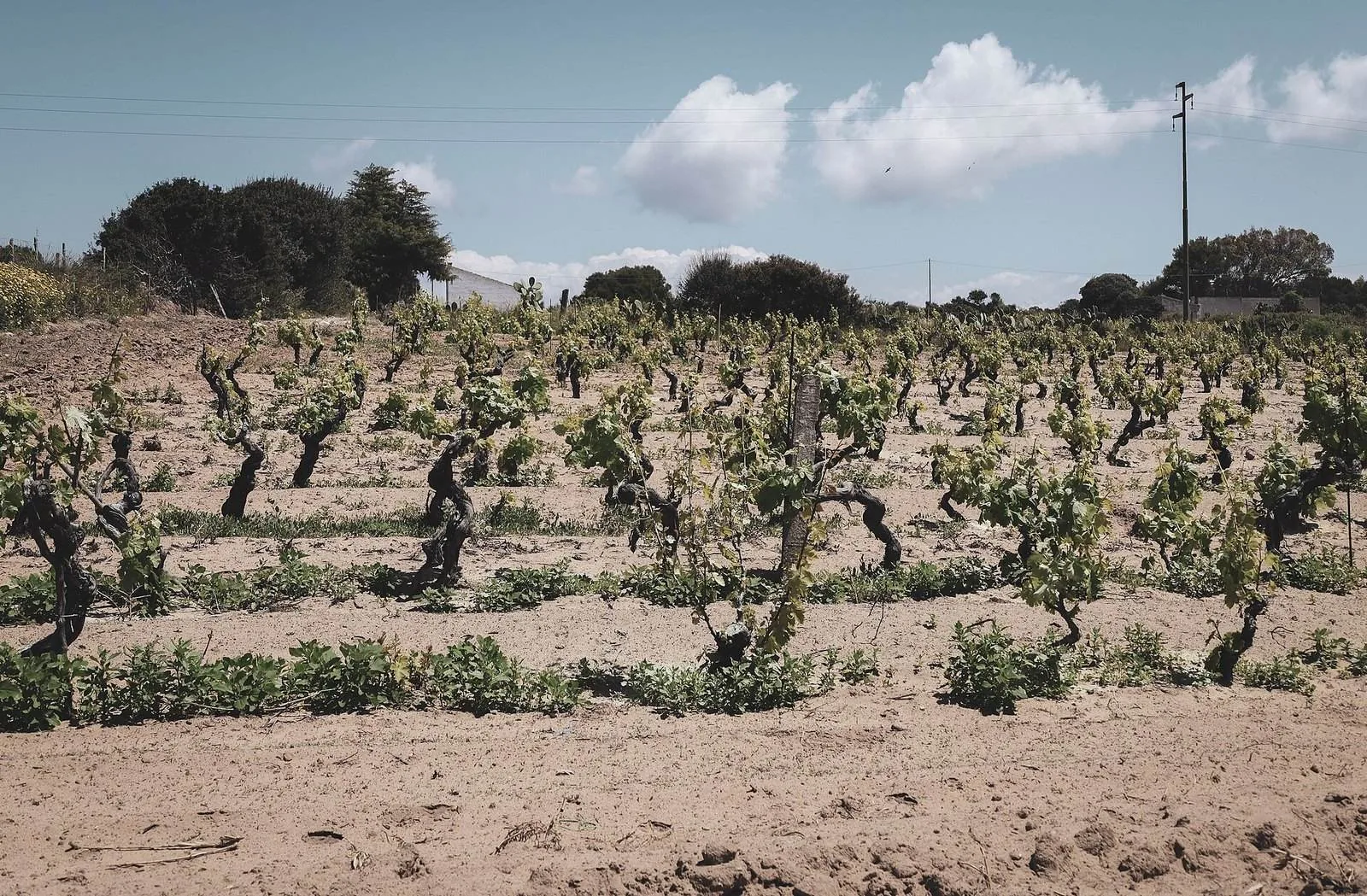Un vigneto sardo allevato ad alberello, con i ceppi bassi e il cielo nuvoloso